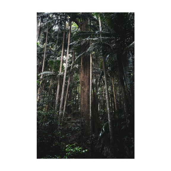 Whispers - Photography Forest Jungle Nature Woods Tropical Botanical Wilderness Unframed Wall Art Print 4 x 6 inches