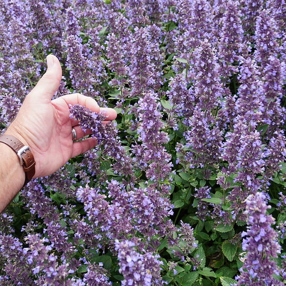 Whispurr Blue Catmint Perennial - Nepeta faassenii - Quart Pot