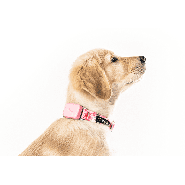 Whistle GO Dog GPS Tracking Device and Pet Health Monitoring System