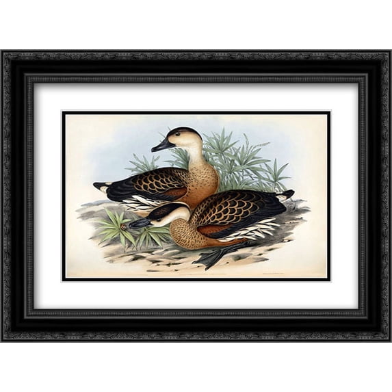 Whistling Duck 2x Matted 24x18 Black Ornate Framed Art Print by Gould, John