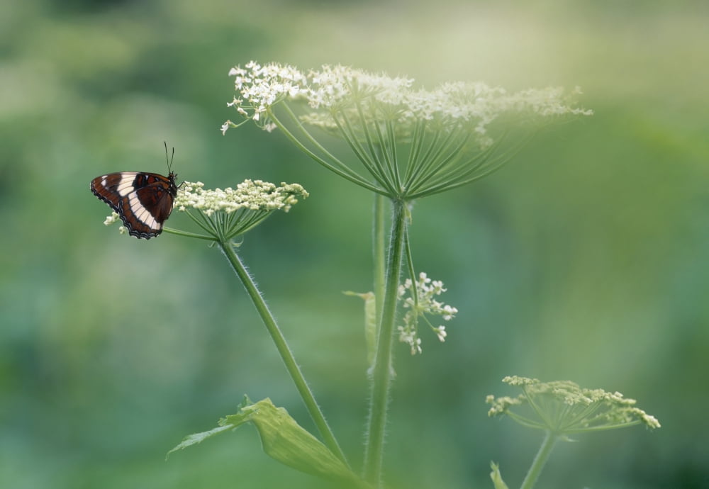 White Admiral Butterfly On Cow Parsnip Alberta Canada Canvas Art - Darwin Wiggett Design Pics (32 x 22)