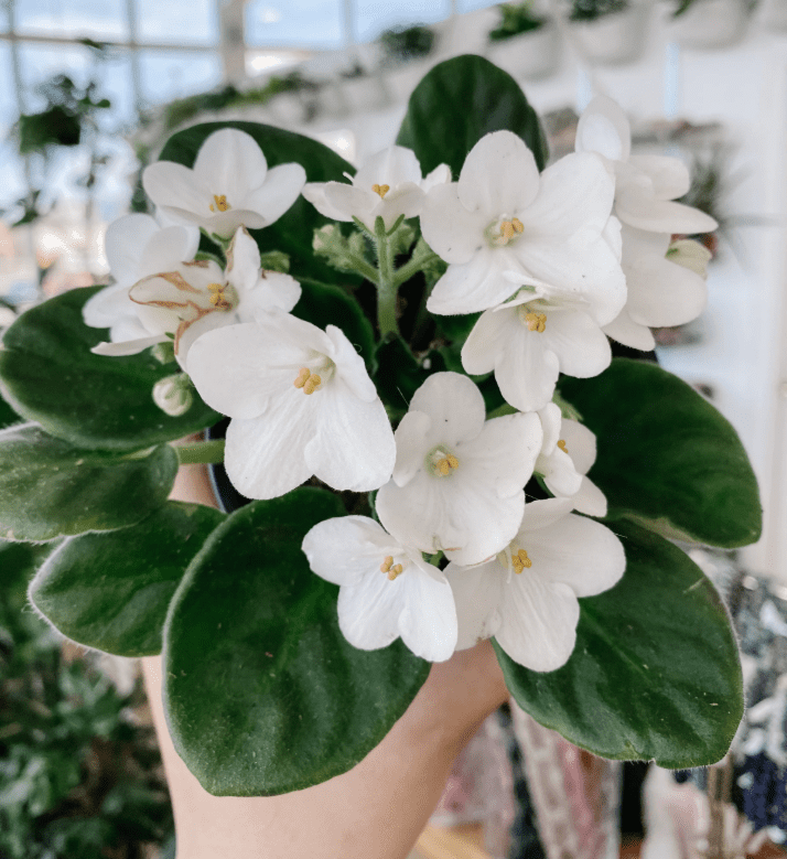 White Africa Violets Live Plant for Planting Indoor Outdoor, White Blooming Violet, Africa Violet Flowers, 4 Inch Pot