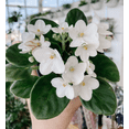 thumbnail image 1 of White Africa Violets Live Plant for Planting Indoor Outdoor, White Blooming Violet, Africa Violet Flowers, 4 Inch Pot, 1 of 6