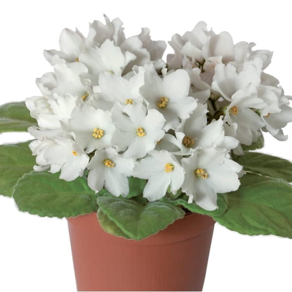 White African Violets Live Plant, Random White Flowers Streptocarpus, Indoor Flower Plants, Blooms All Year Round 4 Inch Pot