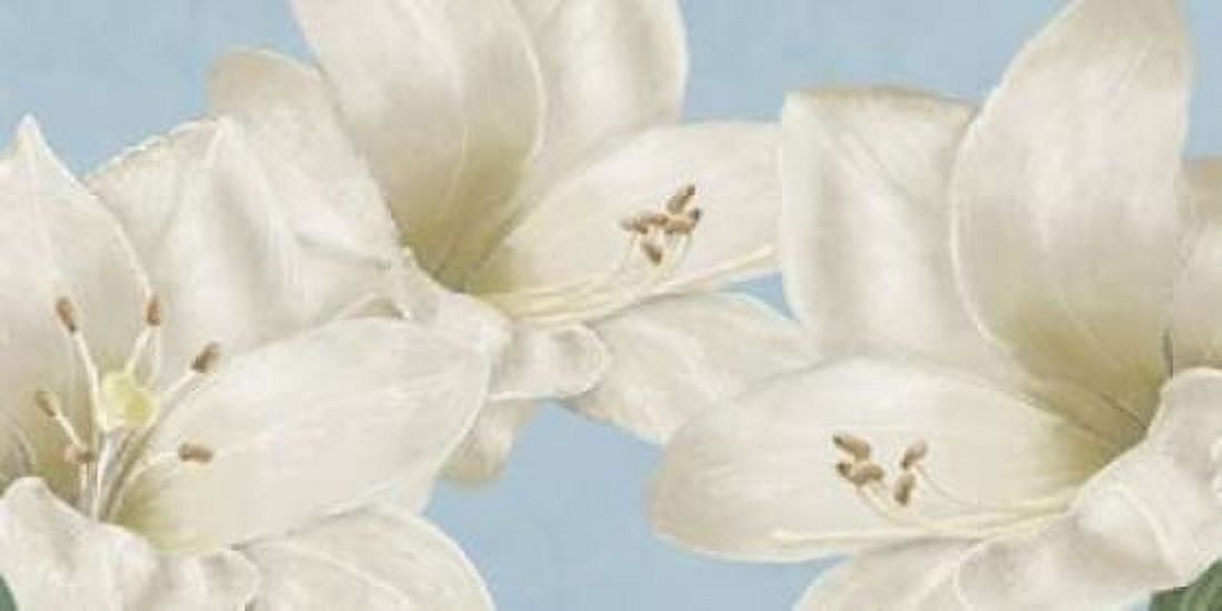 White Amaryllis III Canvas Art - Wood Linda (24 x 48)