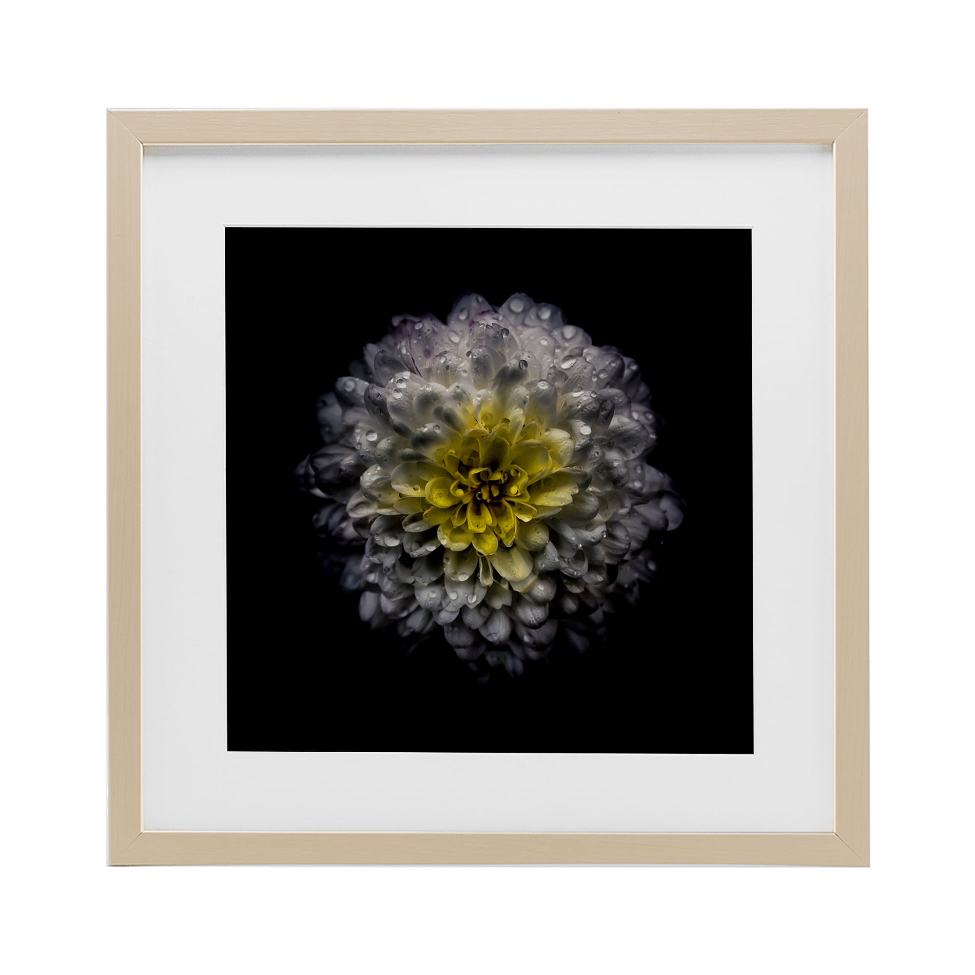 White And Yellow Mum Birch Framed Print Under Glass, design by Brian Carson Photography