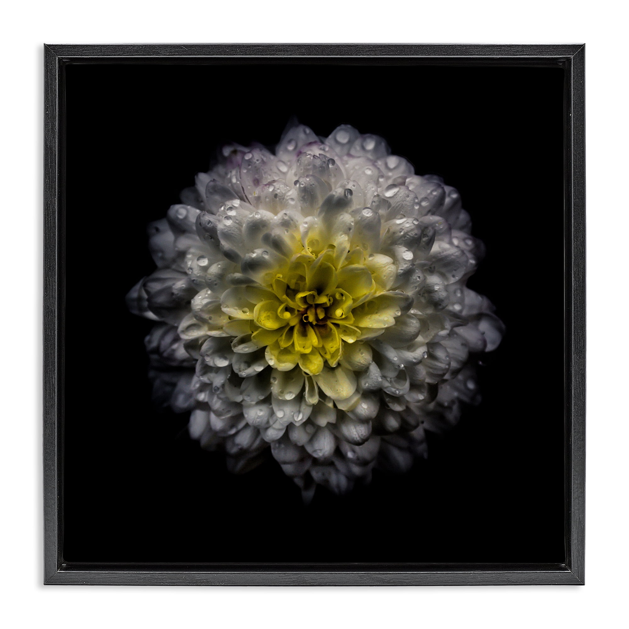 White And Yellow Mum Black Framed Floater Canvas Wall Art, design by Brian Carson Photography