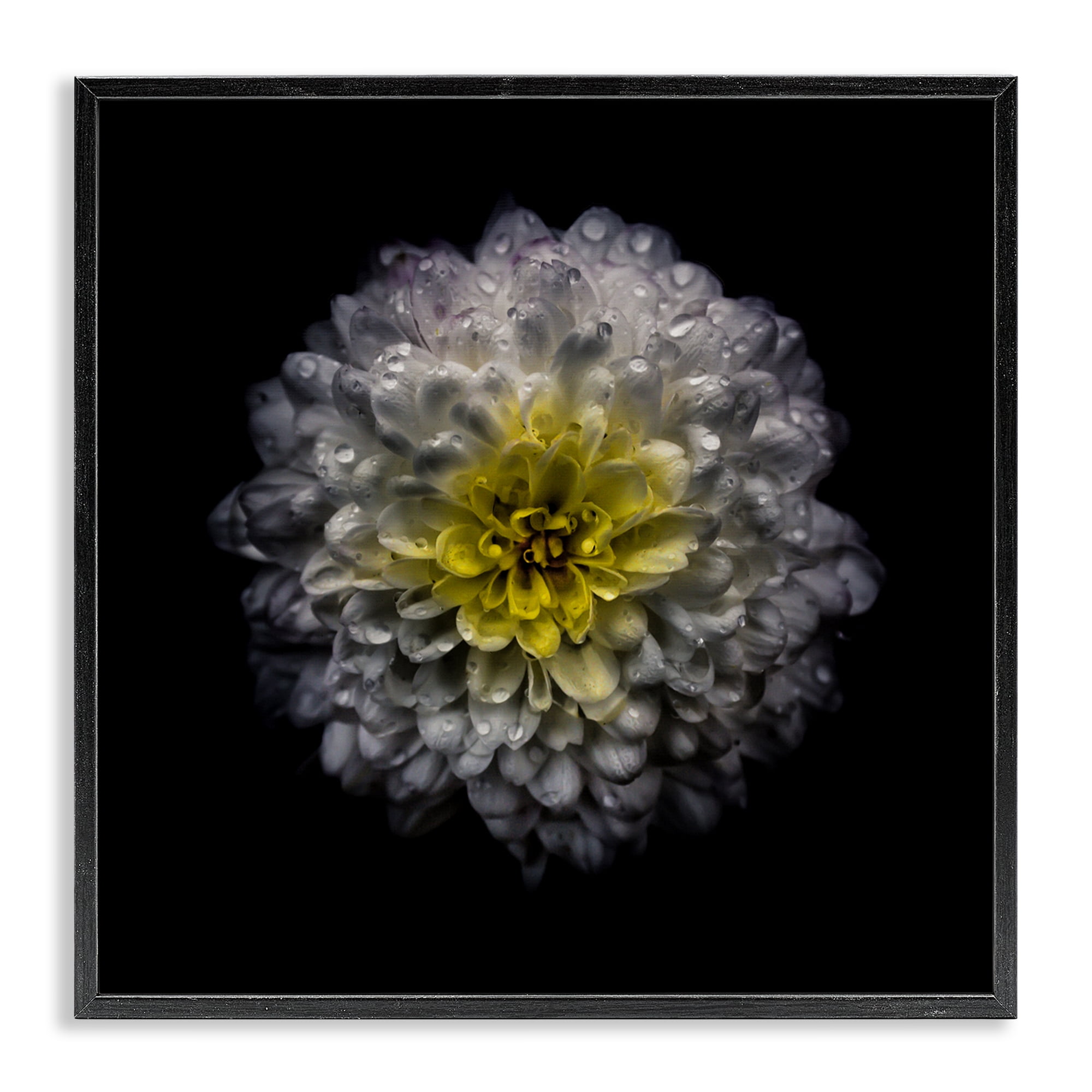 White And Yellow Mum Black Framed Giclee Art, design by Brian Carson Photography