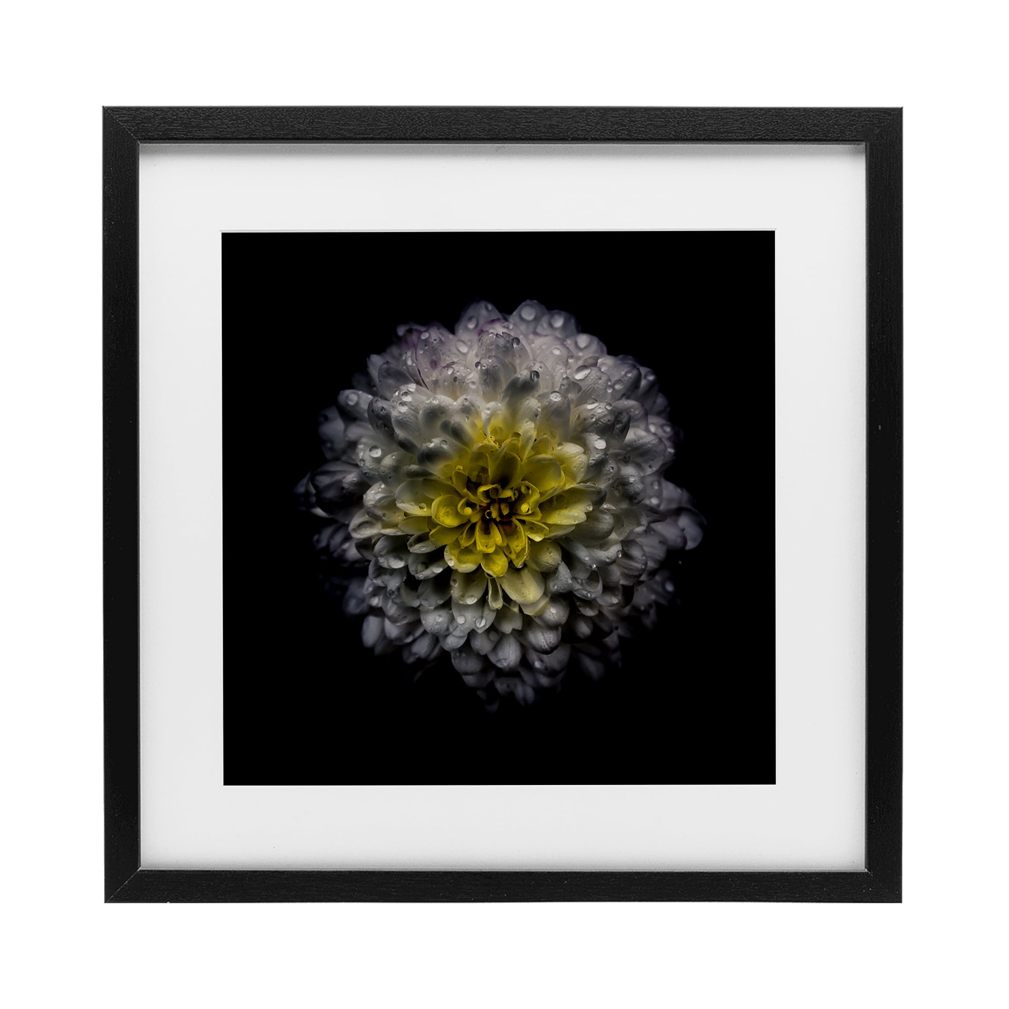 White And Yellow Mum Black Framed Print Under Glass, design by Brian Carson Photography