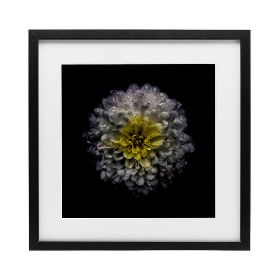 White And Yellow Mum Black Framed Print Under Glass, design by Brian Carson Photography