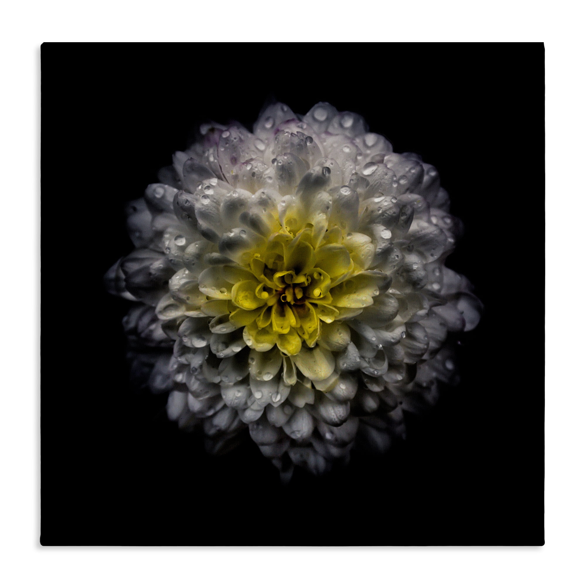 White And Yellow Mum Canvas Wall Art, design by Brian Carson Photography
