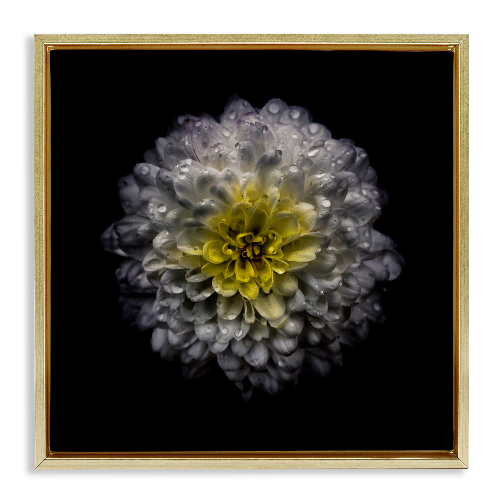 White And Yellow Mum Gold Framed Floater Canvas Wall Art, design by Brian Carson Photography
