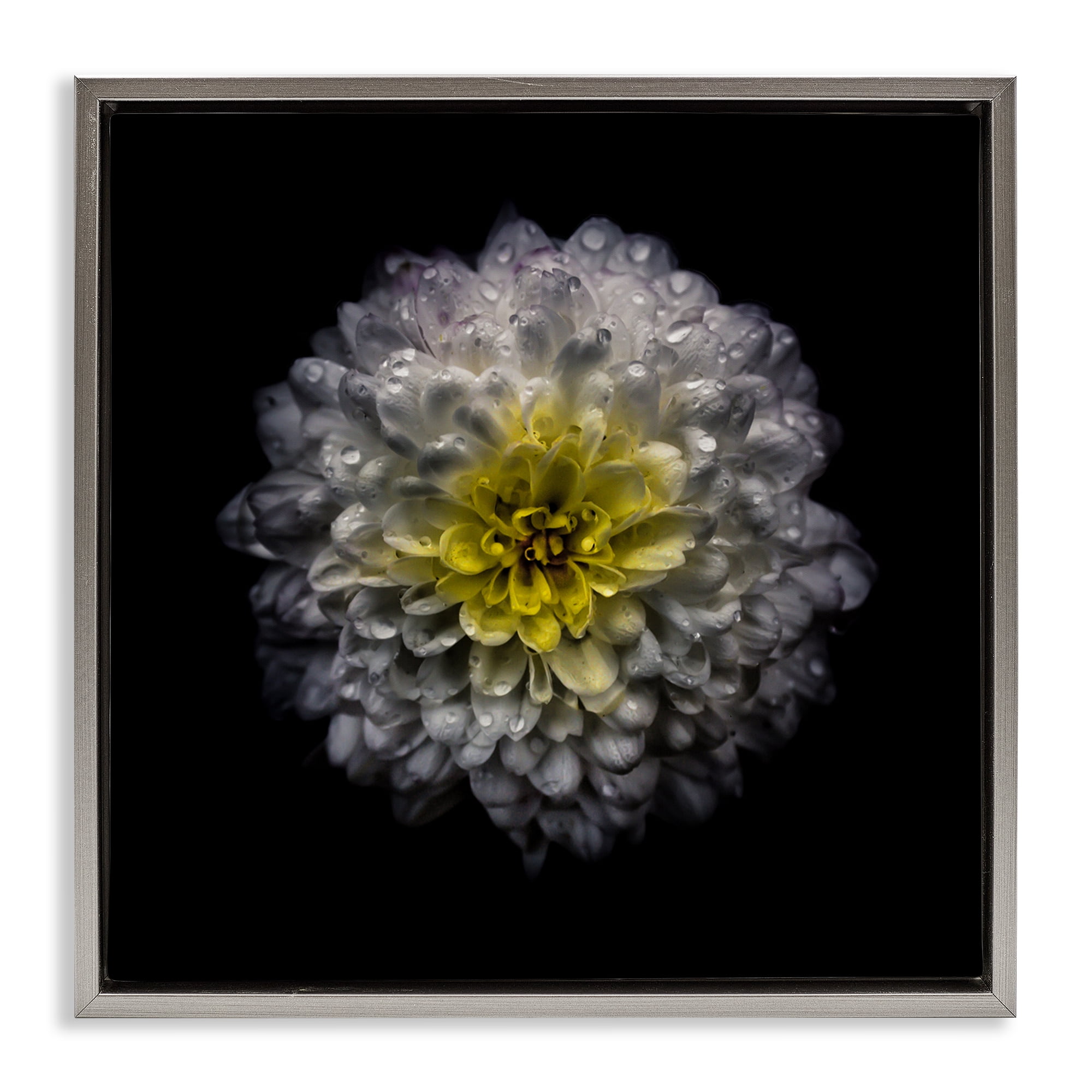 White And Yellow Mum Gray Framed Floater Canvas Wall Art, design by Brian Carson Photography