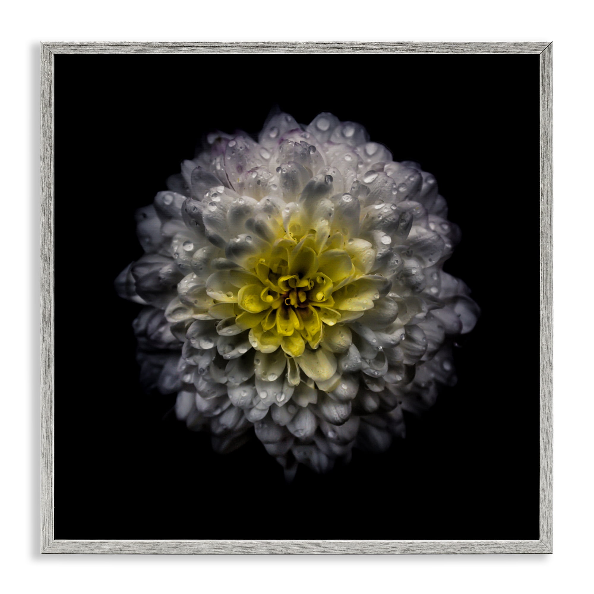 White And Yellow Mum Gray Framed Giclee Art, design by Brian Carson Photography