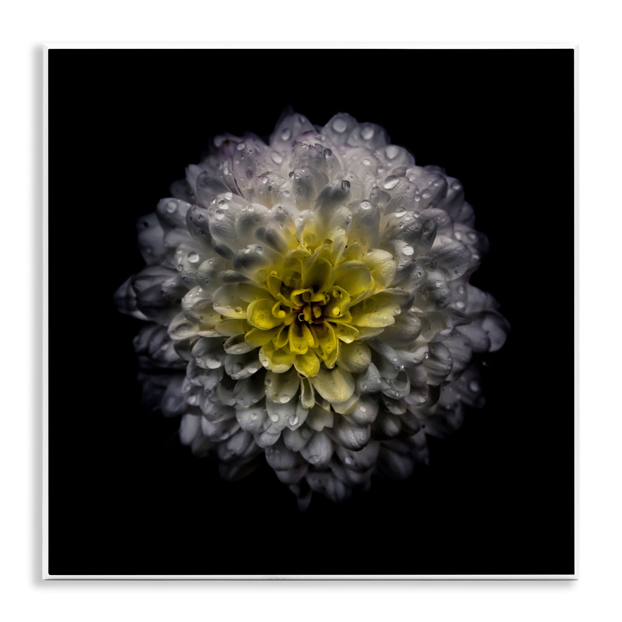 White And Yellow Mum Wall Plaque Art, design by Brian Carson Photography