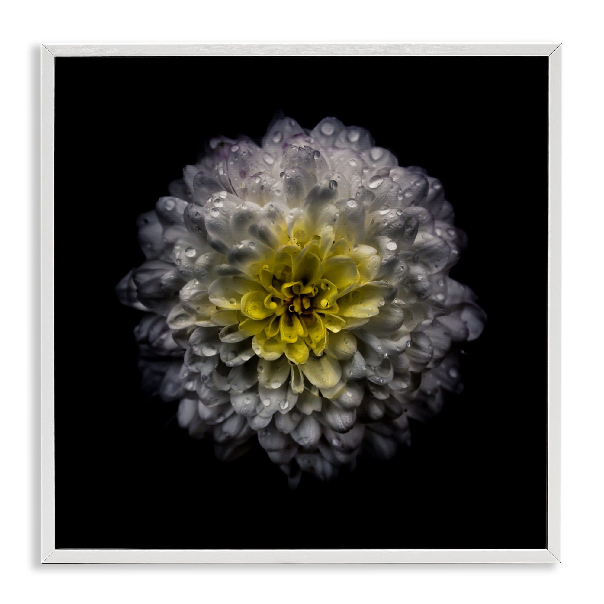 White And Yellow Mum White Framed Giclee Art, design by Brian Carson Photography