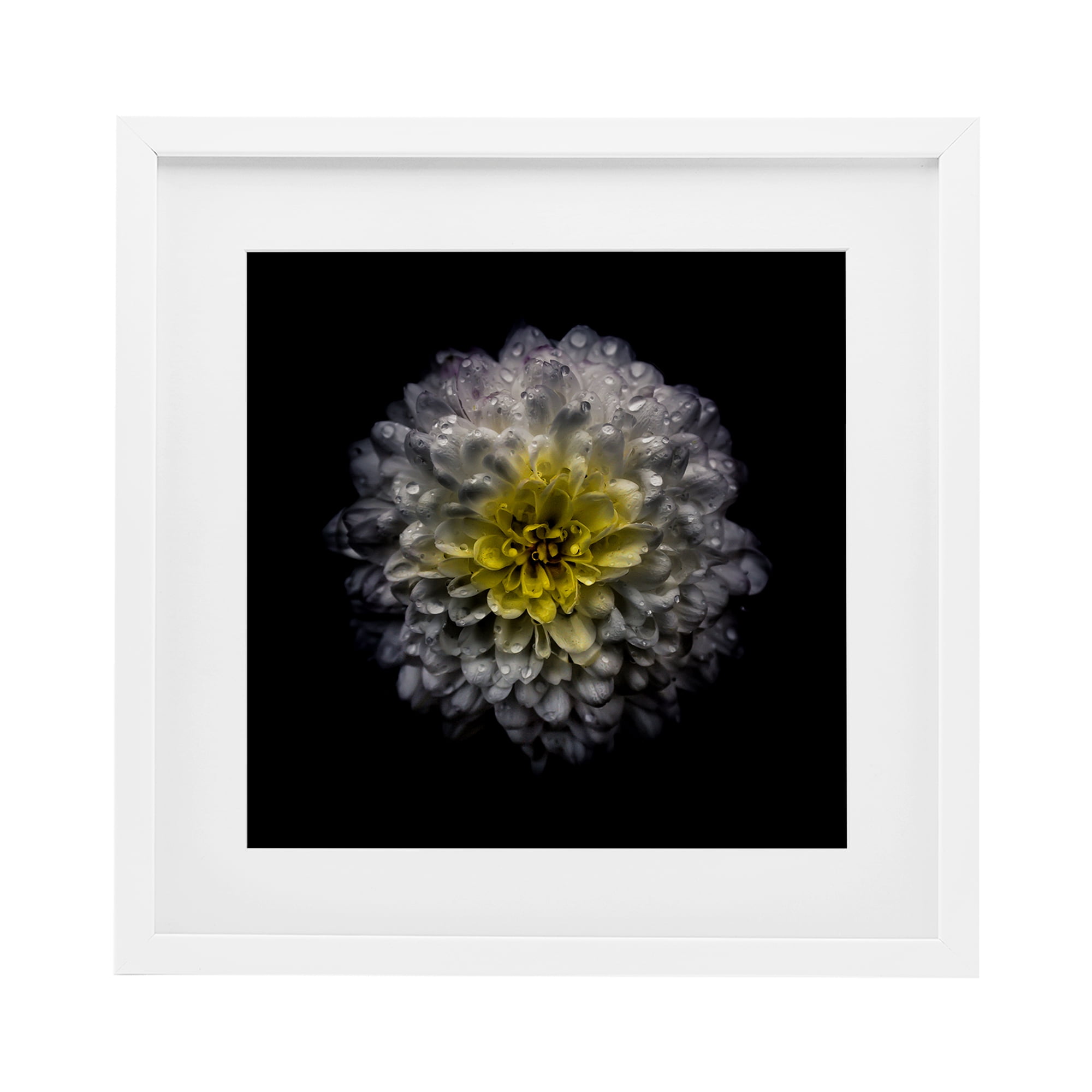 White And Yellow Mum White Framed Print Under Glass, design by Brian Carson Photography