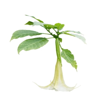 White Angel’s Trumpet Live Shrub – 3 Gallon