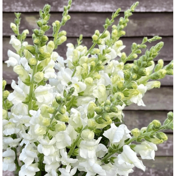 White Angelonia Shurb Angelonia Angustifolia Summer Snapdragon Plant 4"Pot