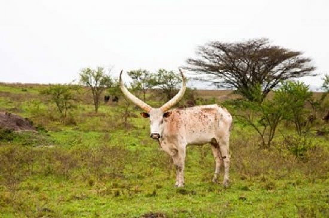 White Ankole-Watusi cattle Mbarara Ankole Uganda Canvas Art - Martin Zwick DanitaDelimont (38 x 25)
