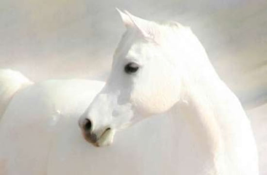 White Arab IV Canvas Art - Kari Brooks (24 x 36)