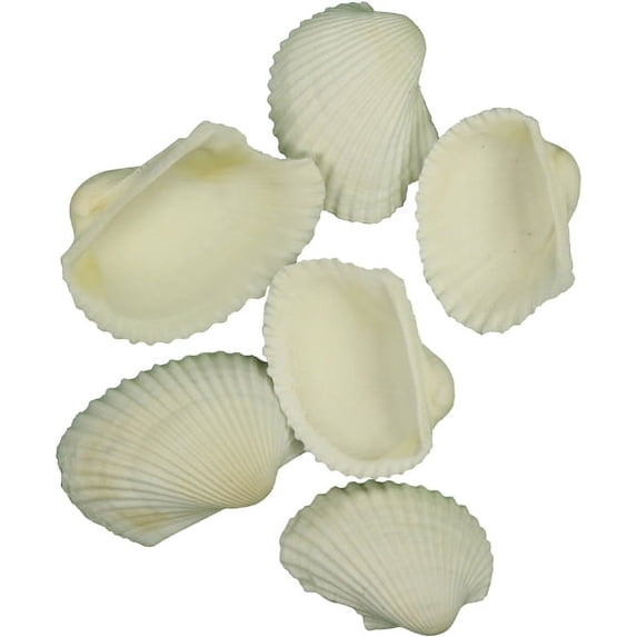 Real Shell Packs White Ark Seashells Bulk Shells .75-1.5