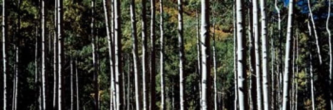 White Aspen Tree Trunks CO USA Canvas Art - Panoramic Images (18 x 6)