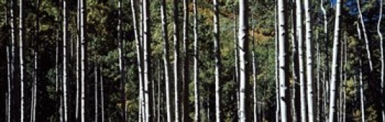 White Aspen Tree Trunks CO USA Canvas Art - Panoramic Images (36 x 12)