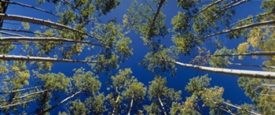White Aspen Trees CO USA Canvas Art - Panoramic Images (30 x 13)