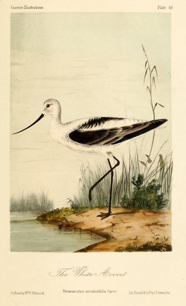 White Avocet Canvas Art - WE Hitchcock (18 x 24)