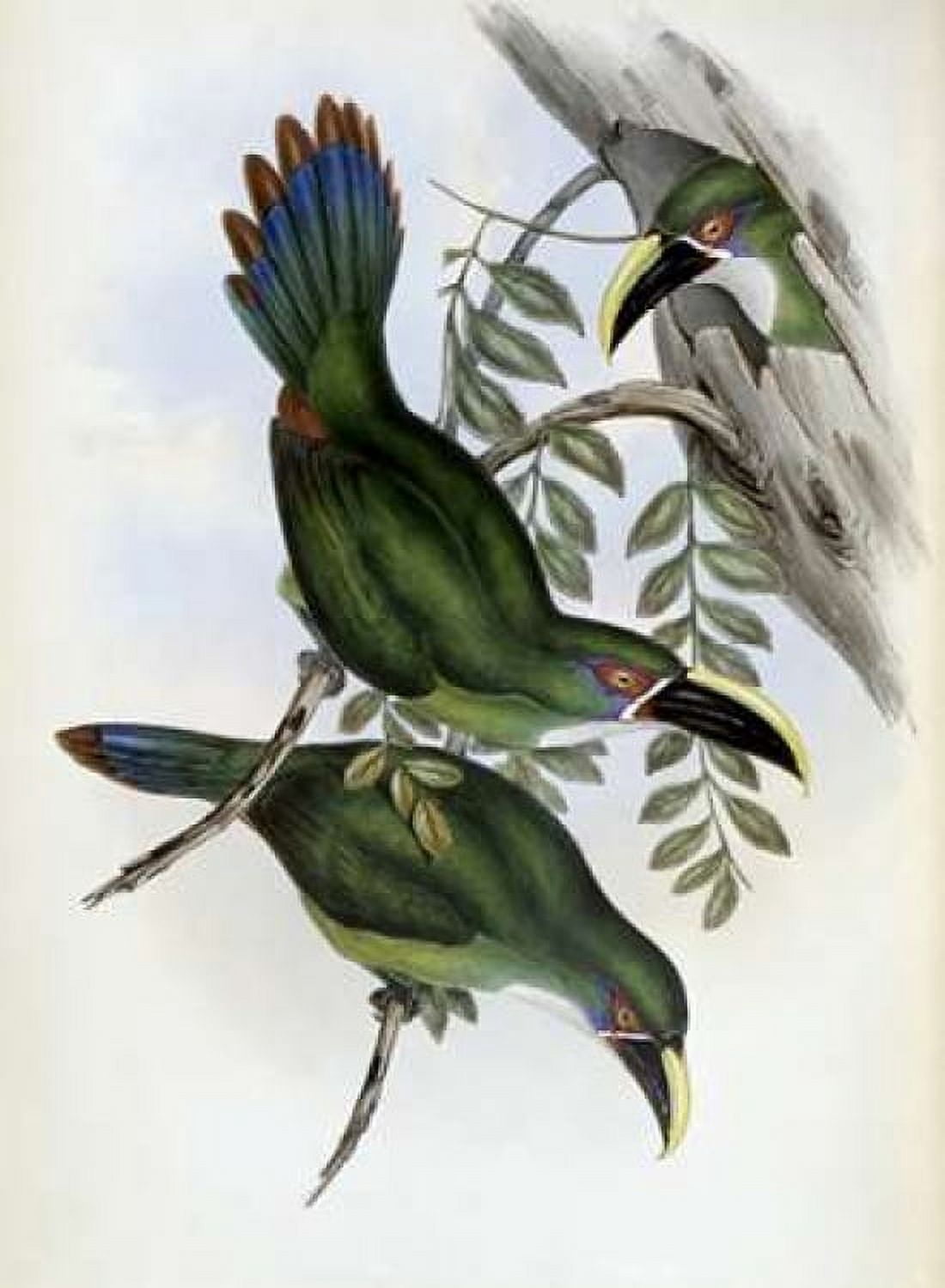 White-Banded Groove-Bill - Toucan Canvas Art - John Glover (18 x 24)