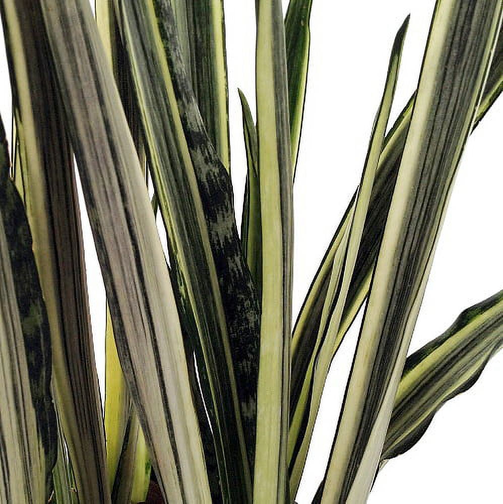 White Bantels Sensation Snake Plant - Sanseveria - Hard to kill -4" Pot -  Walmart.com