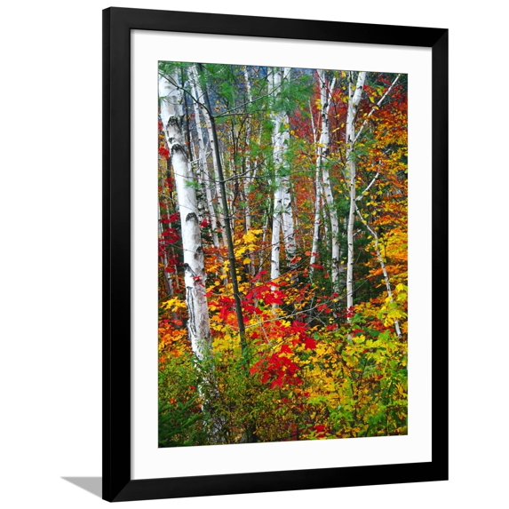 Art.com White Barks And Colorful Leaves, New Hampshire Photographic Print by George Oze, Black Frame Wall Art, 32" x 40"