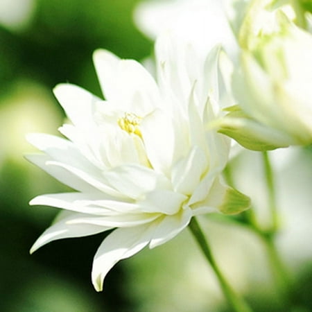 White Barlow Columbine Flower Root - Attracts Butterflies and Hummingbirds - Deer Resistant - Good as Cut Flowers - Naturalizing - Perennializing - Easy to Grow Live Plants - Outdoor Garden