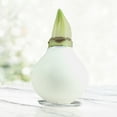 White Base Waxed Amaryllis Flower Bulb with Stand, No Water Needed