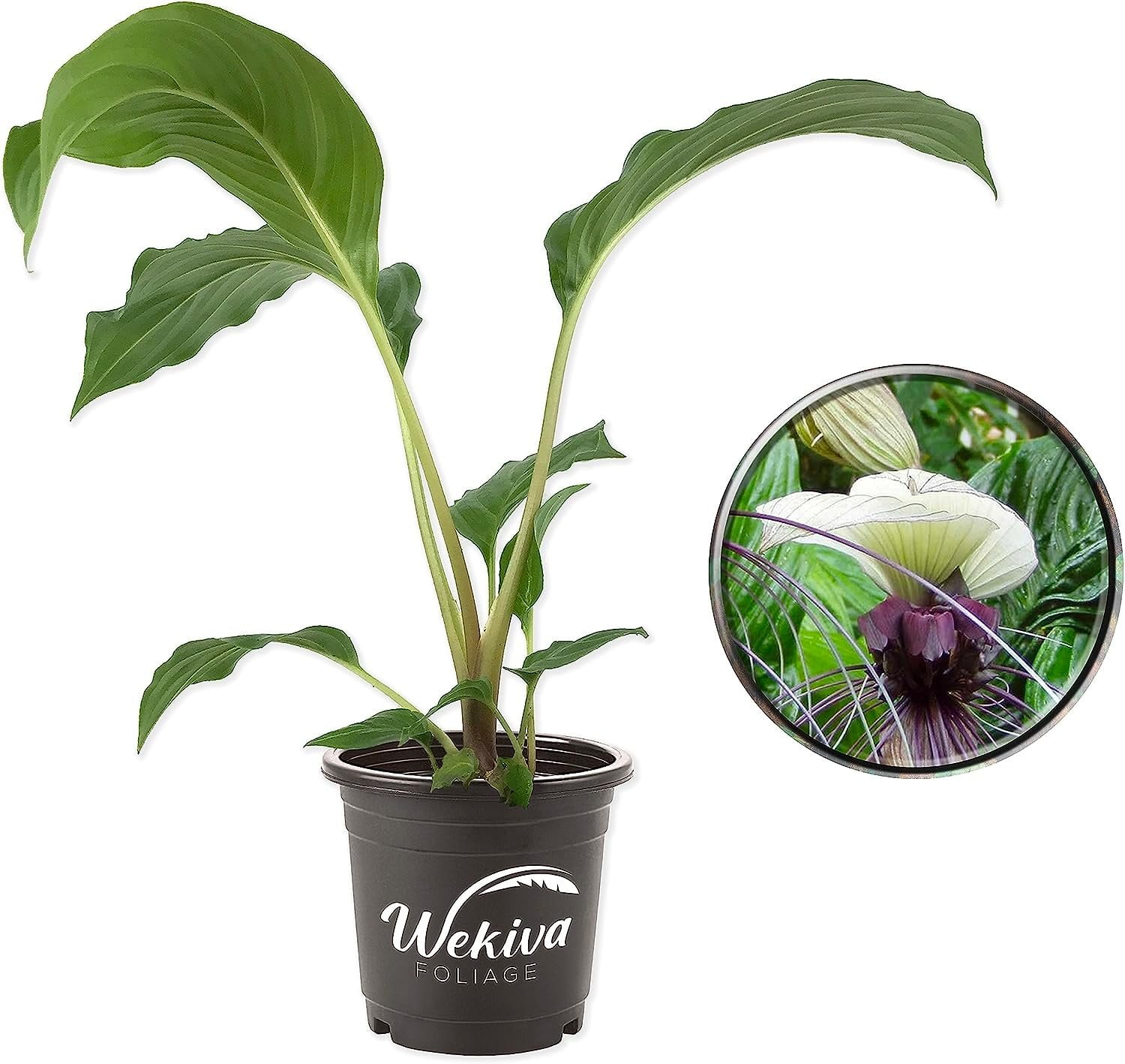 Tacca Integrifolia Rare White Bat Flower Live Plant Exotic Indoor Plant in 4 Inch Pot