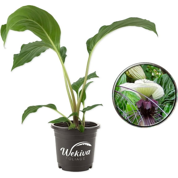 White Bat Flower - Live Plant in a 4 Inch Pot - Not in Bloom When Shipped - Tacca Integrifolia - Extremely Rare and Exotic Flowering Plant