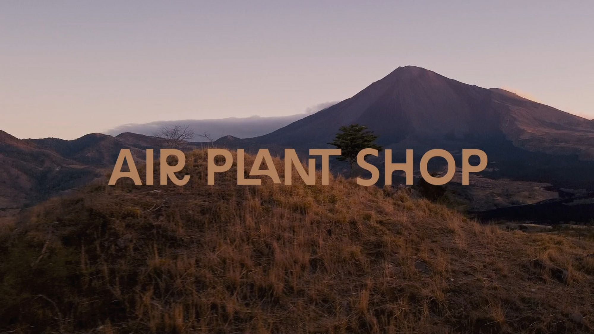 White Beach Flat Bottom Terrarium Sets Wholesale Bulk Tillandsia