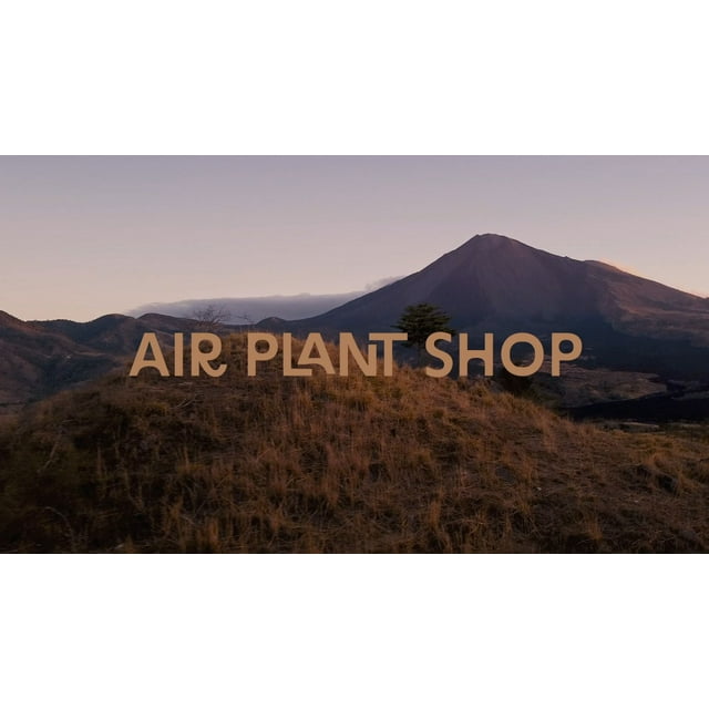 White Beach Flat Bottom Terrarium Sets Wholesale Bulk Tillandsia