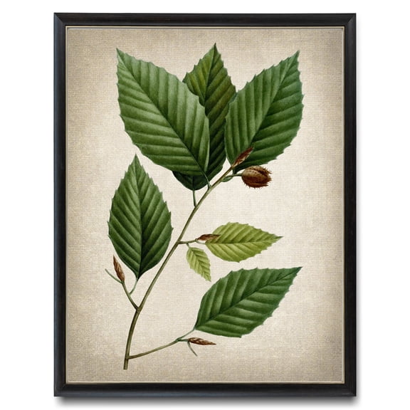 White Beech Tree Leaves Botanical Print, Unframed Paper Poster 8x10in