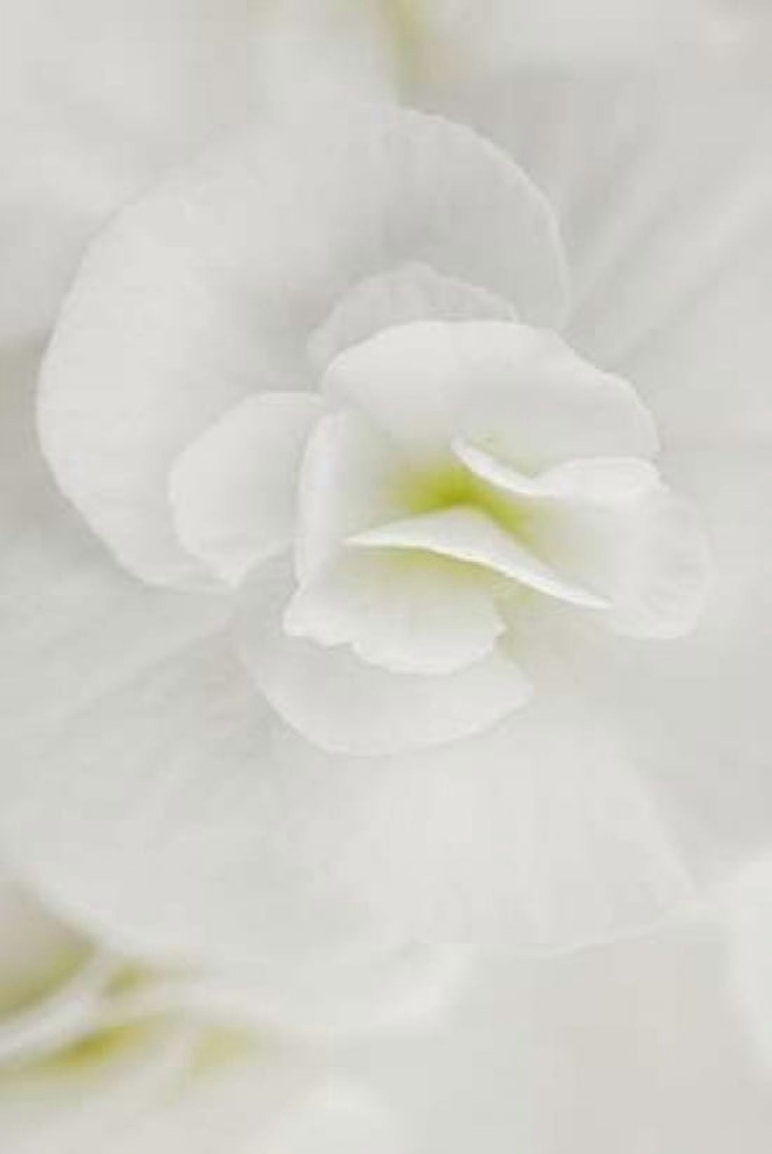 White Begonia Canvas Art - Cora Niele (24 x 36)