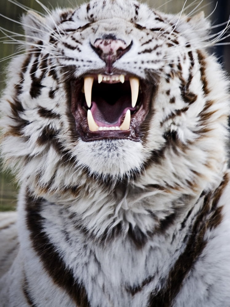 White Bengal Tiger At Forestry Farm Saskatoon Saskatchewan Canvas Art - Chad Coombs Design Pics (24 x 32)