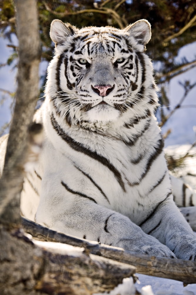 White Bengal Tiger Forestry Farm Saskatoon Saskatchewan Canvas Art - Chad Coombs Design Pics (11 x 17)