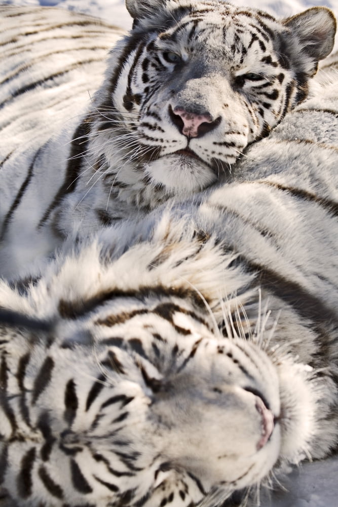 White Bengal Tigers Forestry Farm Saskatoon Saskatchewan Canvas Art - Chad Coombs Design Pics (11 x 17)