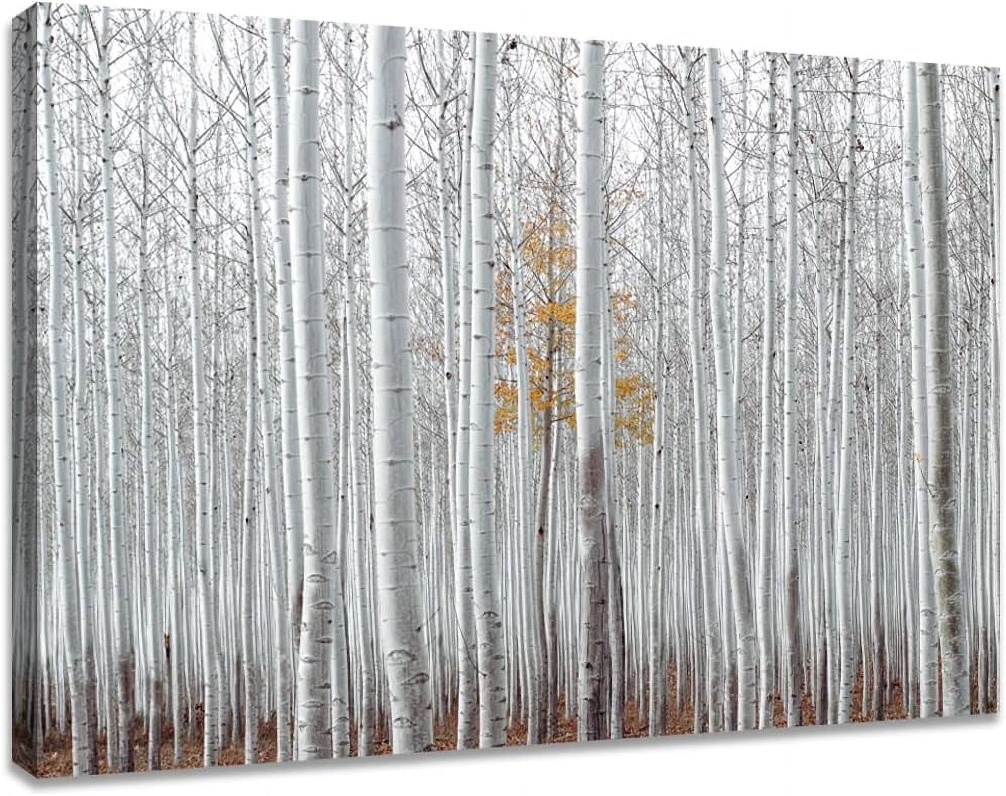 White Birch Forest Wall Art Poplar Tree Landscape Print Artwork Picture for Home Bathroom Decor