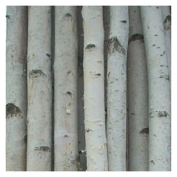 White Birch Poles 7ft - Set of 4 - Decorative Rustic Wood Poles for Home Decor - 2 Inch Diameter Natural Birch Branches