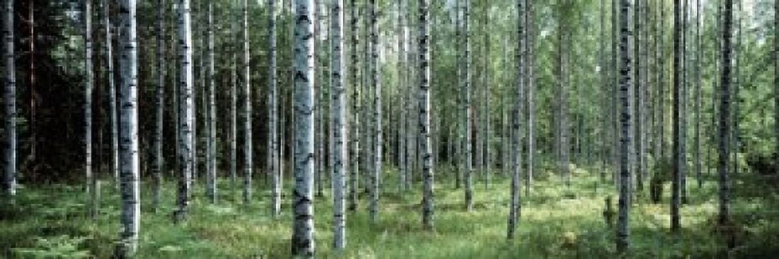 White Birches Aulanko National Park Finland Canvas Art - Panoramic Images (18 x 6)