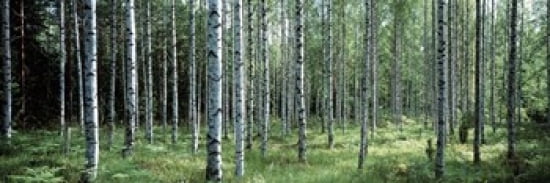 White Birches Aulanko National Park Finland Canvas Art - Panoramic Images (36 x 12)