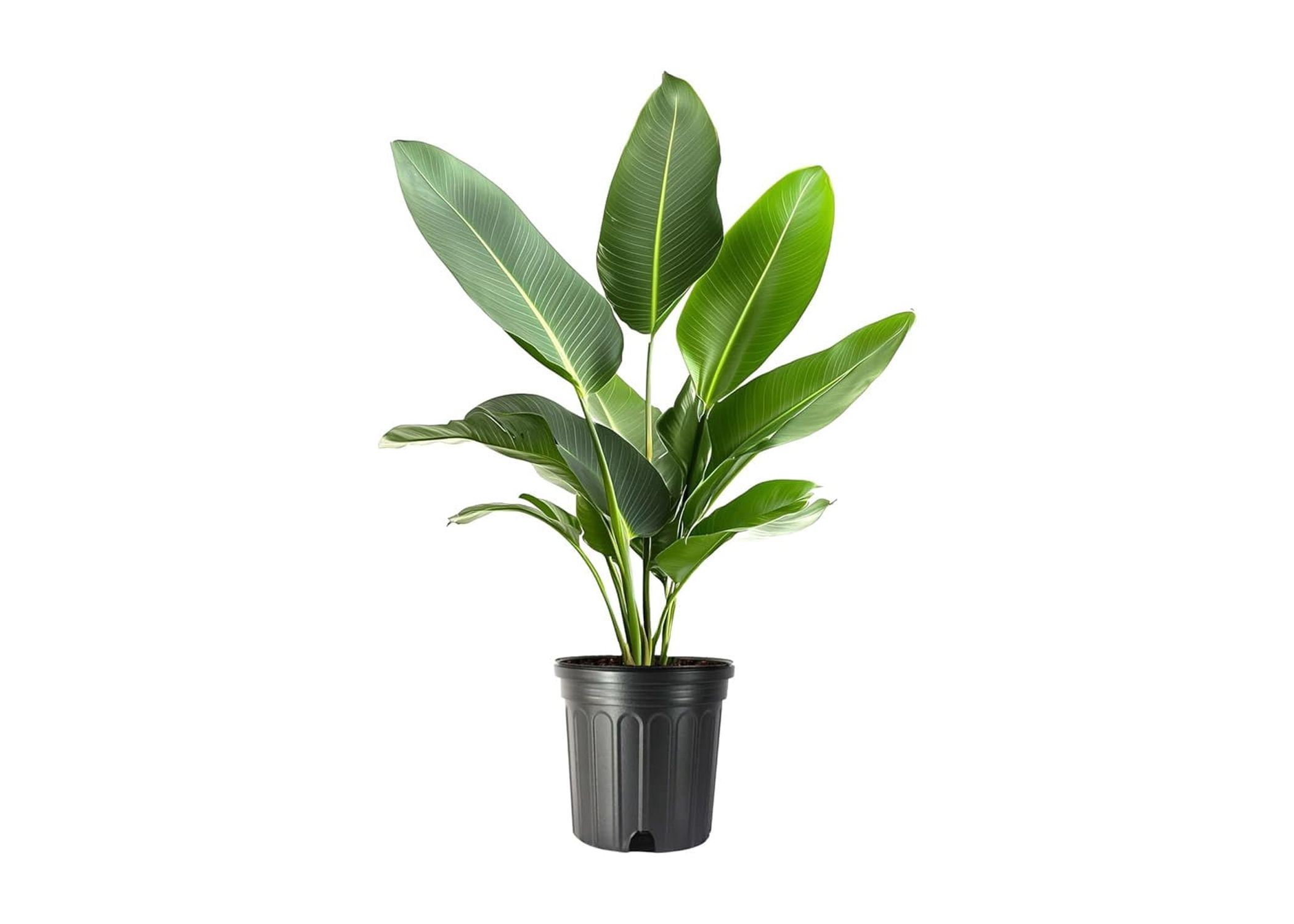 White Bird of Paradise | 2 Large Gallon Size Pots | Strelitzia nicolai | Tropical Indoor Plants with Stunning Foliage | Low-Maintenance Exotic Accent
