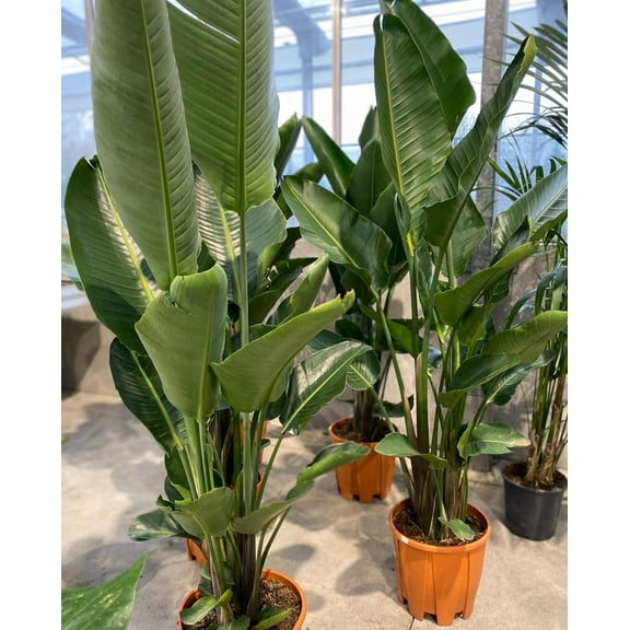 White Bird of Paradise-Strelitzia nicolai-Lush tropical plant for indoor and outdoor  10" Pot